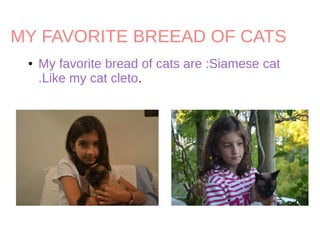 MY FAVORITE BREEAD OF CATS
● My favorite bread of cats are :Siamese cat
.Like my cat cleto.
 
