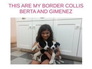 THIS ARE MY BORDER COLLIS
BERTA AND GIMENEZ
 