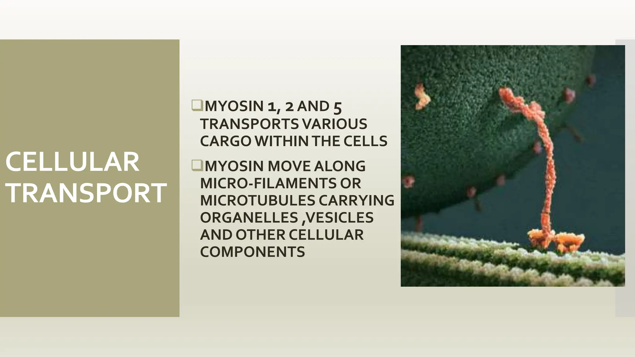 CELLULAR
TRANSPORT
MYOSIN 1, 2AND 5
TRANSPORTSVARIOUS
CARGO WITHINTHE CELLS
MYOSIN MOVE ALONG
MICRO-FILAMENTS OR
MICROTUBULES CARRYING
ORGANELLES ,VESICLES
AND OTHER CELLULAR
COMPONENTS
 
