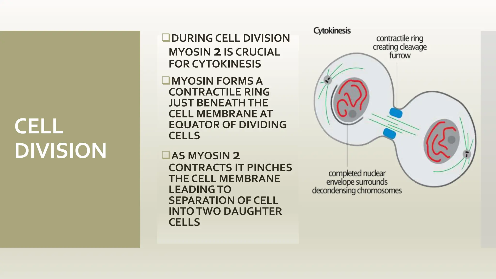 CELL
DIVISION
DURING CELL DIVISION
MYOSIN 2IS CRUCIAL
FOR CYTOKINESIS
MYOSIN FORMS A
CONTRACTILE RING
JUST BENEATH THE
CELL MEMBRANE AT
EQUATOR OF DIVIDING
CELLS
AS MYOSIN 2
CONTRACTS IT PINCHES
THE CELL MEMBRANE
LEADING TO
SEPARATION OF CELL
INTOTWO DAUGHTER
CELLS
 