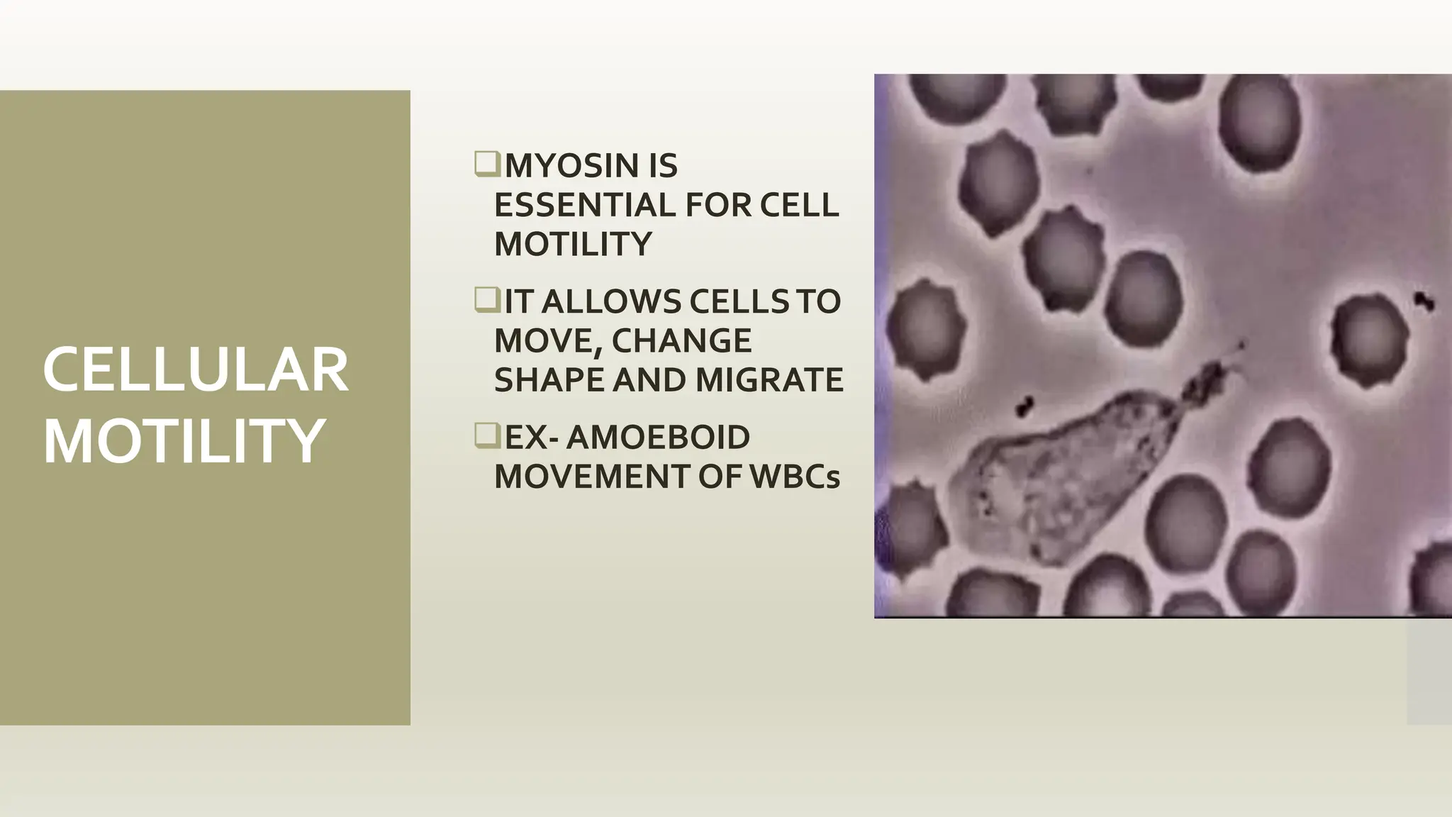 CELLULAR
MOTILITY
MYOSIN IS
ESSENTIAL FOR CELL
MOTILITY
IT ALLOWS CELLSTO
MOVE, CHANGE
SHAPE AND MIGRATE
EX- AMOEBOID
MOVEMENT OF WBCs
 