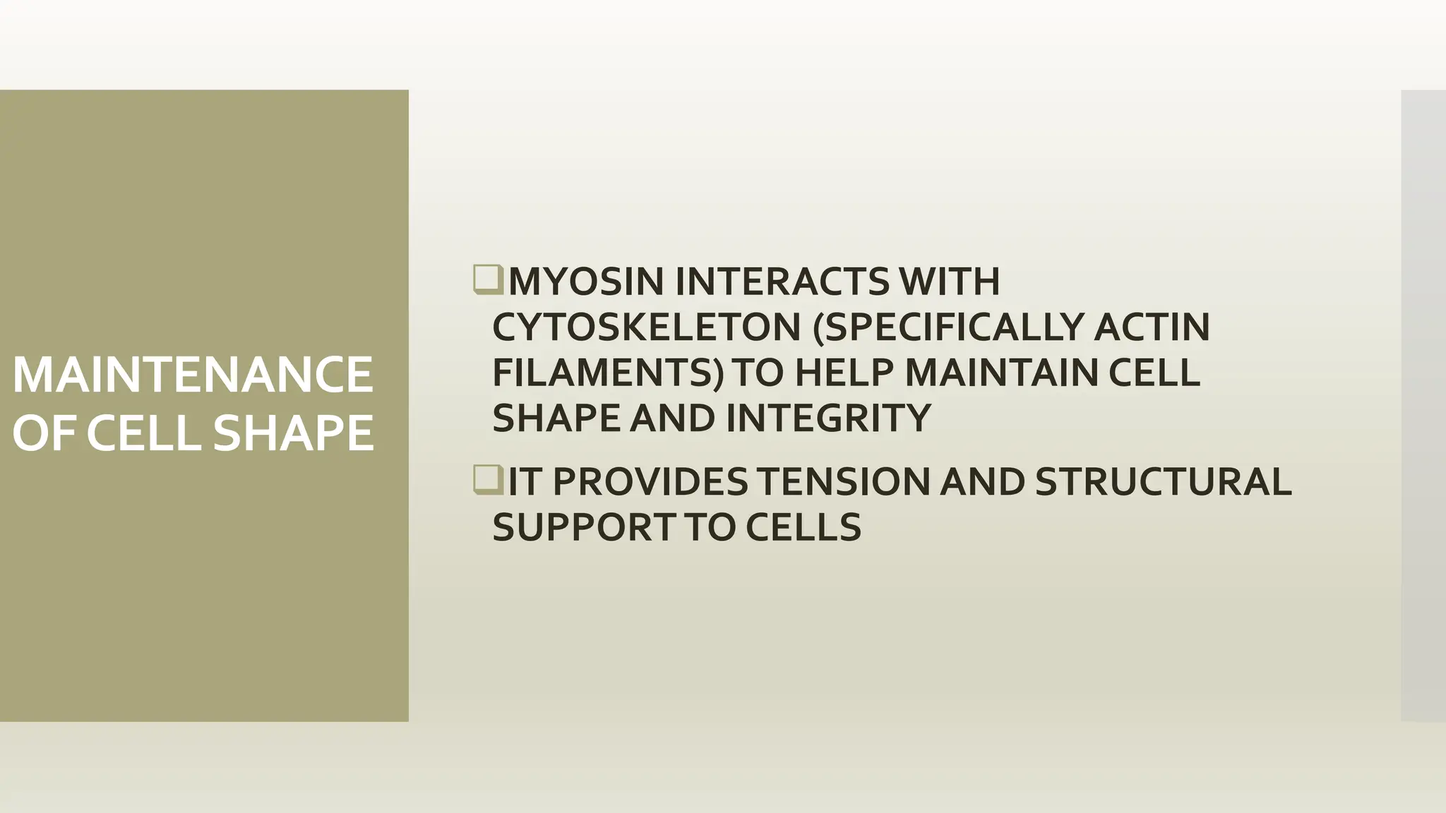 MAINTENANCE
OFCELL SHAPE
MYOSIN INTERACTS WITH
CYTOSKELETON (SPECIFICALLY ACTIN
FILAMENTS)TO HELP MAINTAIN CELL
SHAPE AND INTEGRITY
IT PROVIDESTENSION AND STRUCTURAL
SUPPORT TO CELLS
 