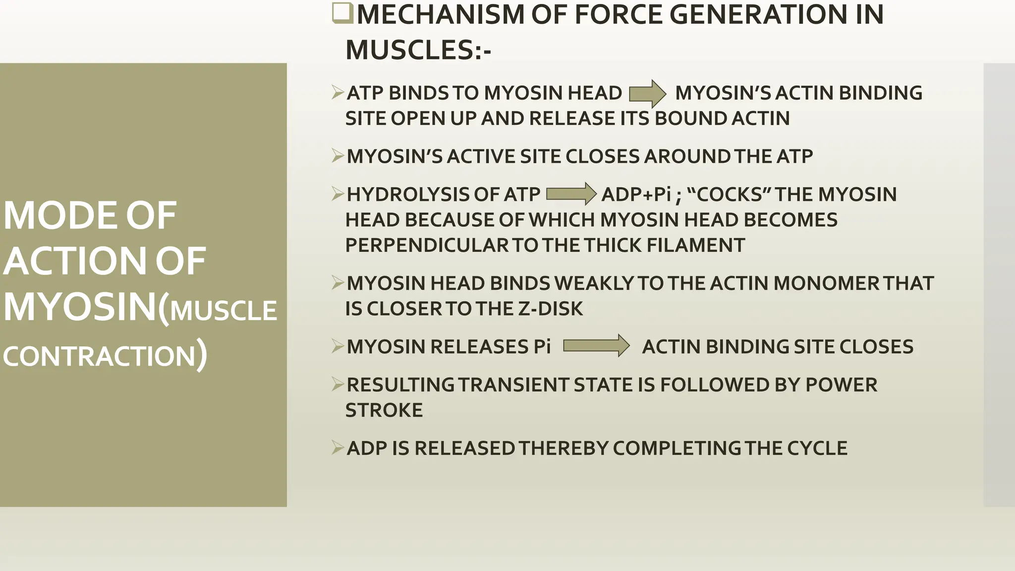 MODEOF
ACTIONOF
MYOSIN(MUSCLE
CONTRACTION)
MECHANISM OF FORCE GENERATION IN
MUSCLES:-
ATP BINDSTO MYOSIN HEAD MYOSIN’SACTIN BINDING
SITE OPEN UP AND RELEASE ITS BOUNDACTIN
MYOSIN’SACTIVE SITE CLOSES AROUNDTHE ATP
HYDROLYSISOF ATP ADP+Pi ; “COCKS”THE MYOSIN
HEAD BECAUSE OF WHICH MYOSIN HEAD BECOMES
PERPENDICULARTOTHETHICK FILAMENT
MYOSIN HEAD BINDSWEAKLYTOTHE ACTIN MONOMERTHAT
IS CLOSERTOTHE Z-DISK
MYOSIN RELEASES Pi ACTIN BINDING SITE CLOSES
RESULTINGTRANSIENT STATE IS FOLLOWED BY POWER
STROKE
ADP IS RELEASEDTHEREBY COMPLETINGTHE CYCLE
 