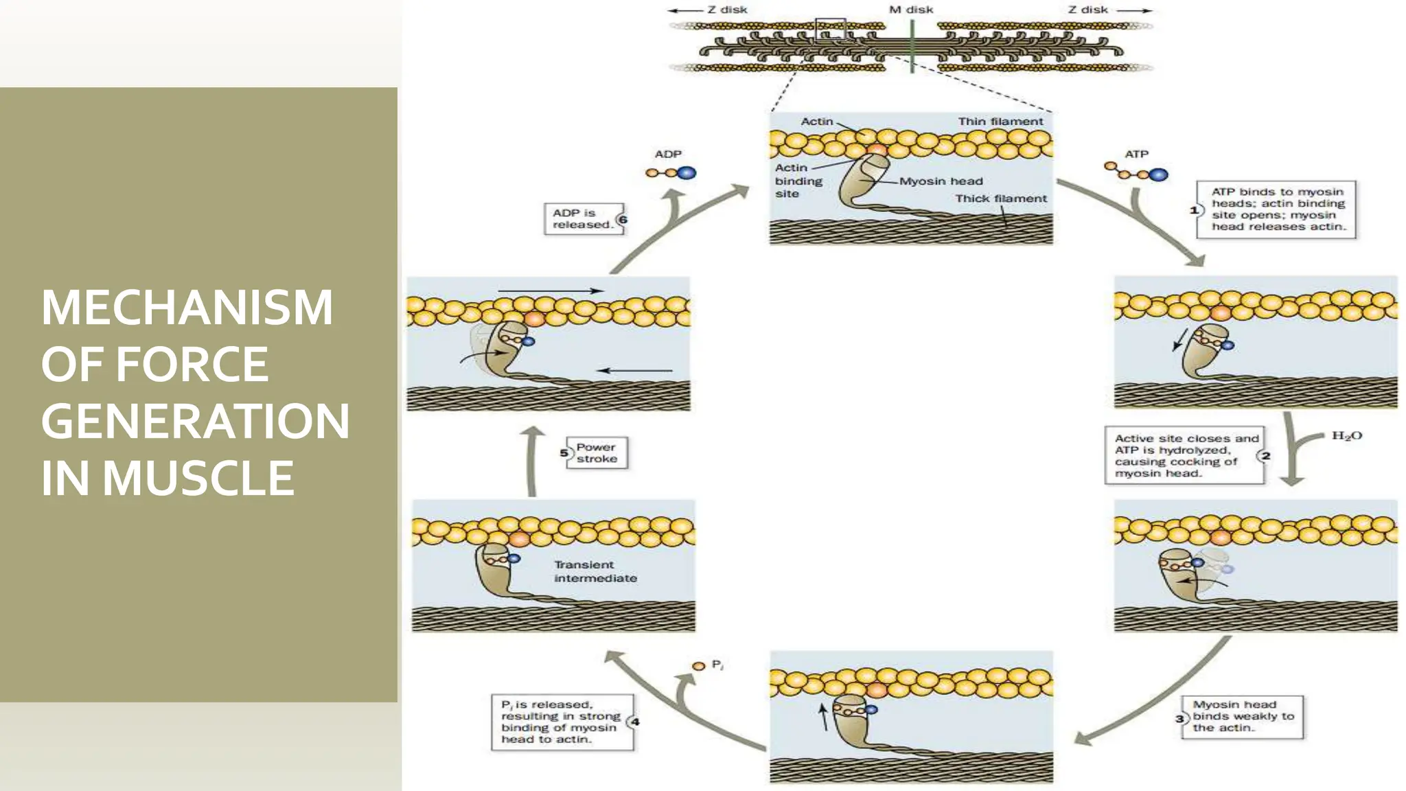 MECHANISM
OF FORCE
GENERATION
IN MUSCLE
 