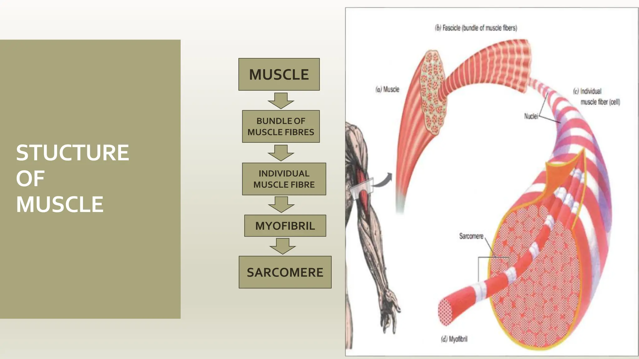 STUCTURE
OF
MUSCLE
MUSCLE
BUNDLEOF
MUSCLE FIBRES
INDIVIDUAL
MUSCLE FIBRE
MYOFIBRIL
SARCOMERE
 