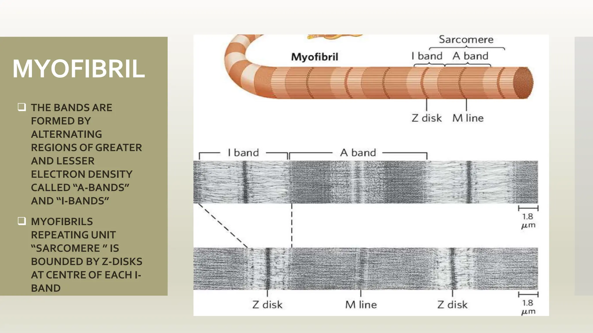 MYOFIBRIL
 THE BANDS ARE
FORMED BY
ALTERNATING
REGIONS OF GREATER
AND LESSER
ELECTRON DENSITY
CALLED “A-BANDS”
AND “I-BANDS”
 MYOFIBRILS
REPEATING UNIT
“SARCOMERE ” IS
BOUNDED BY Z-DISKS
AT CENTRE OF EACH I-
BAND
 
