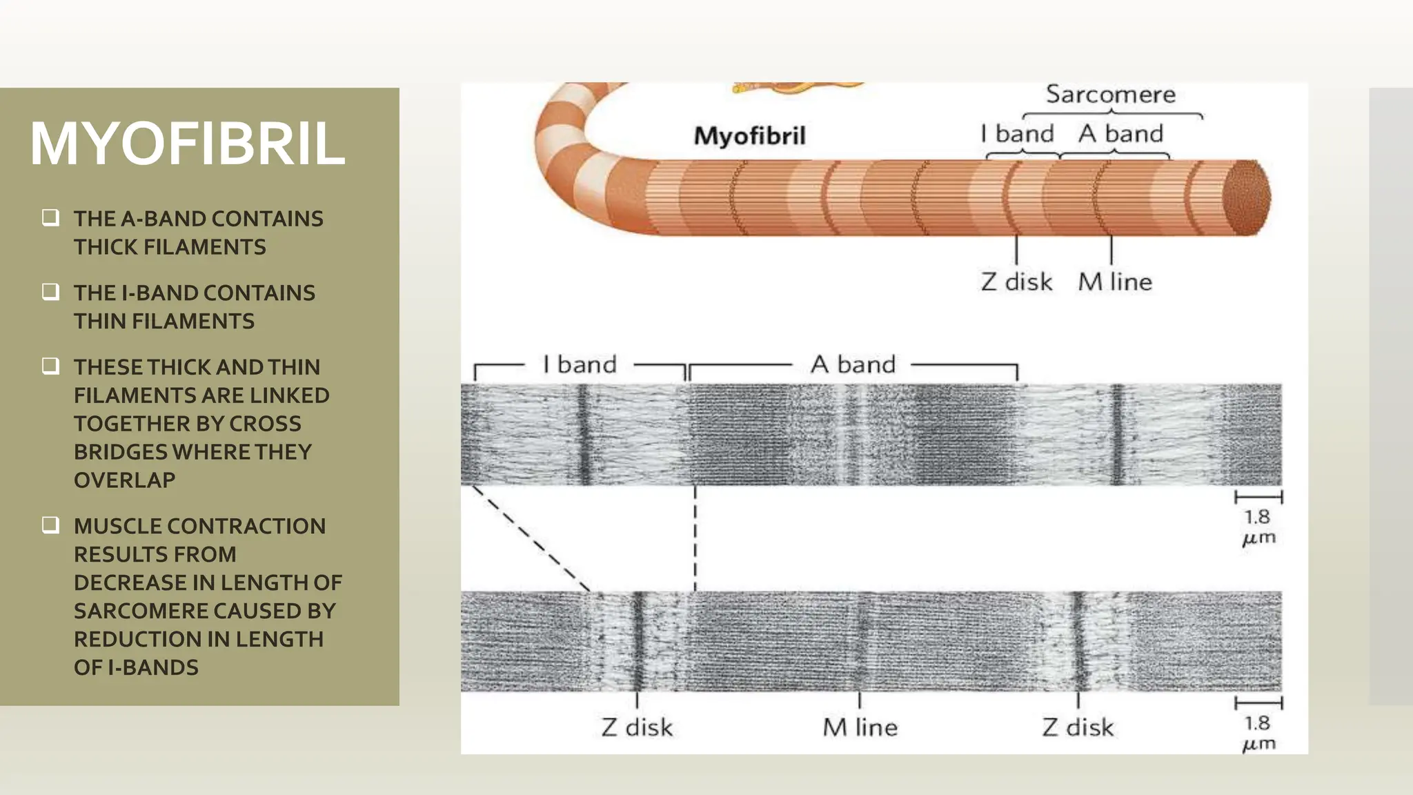 MYOFIBRIL
 THE A-BAND CONTAINS
THICK FILAMENTS
 THE I-BAND CONTAINS
THIN FILAMENTS
 THESETHICK ANDTHIN
FILAMENTS ARE LINKED
TOGETHER BY CROSS
BRIDGESWHERETHEY
OVERLAP
 MUSCLE CONTRACTION
RESULTS FROM
DECREASE IN LENGTH OF
SARCOMERE CAUSED BY
REDUCTION IN LENGTH
OF I-BANDS
 