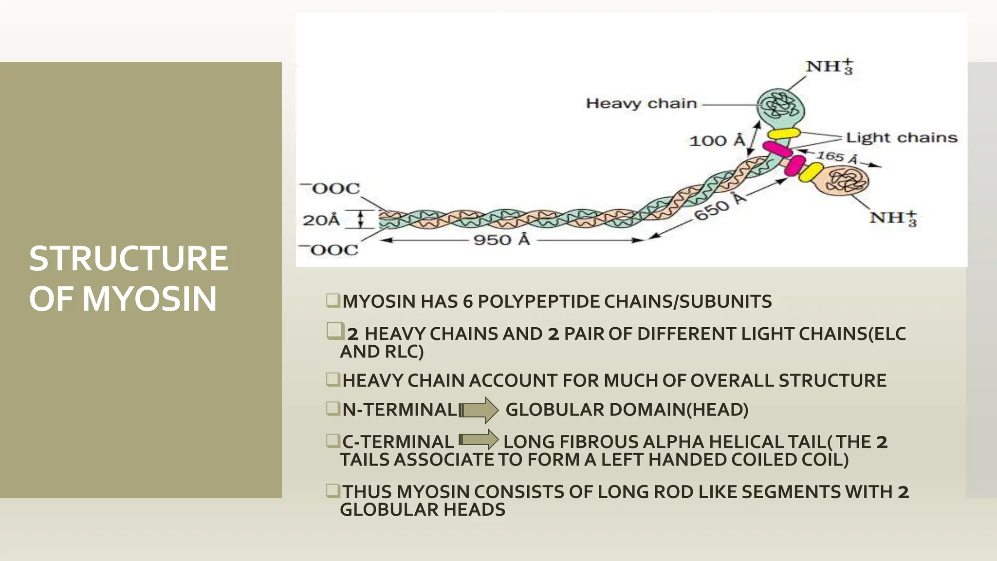 STRUCTURE
OF MYOSIN MYOSIN HAS 6 POLYPEPTIDE CHAINS/SUBUNITS
2 HEAVY CHAINS AND 2 PAIR OF DIFFERENT LIGHT CHAINS(ELC
AND RLC)
HEAVY CHAIN ACCOUNT FOR MUCH OF OVERALL STRUCTURE
N-TERMINAL GLOBULAR DOMAIN(HEAD)
C-TERMINAL LONG FIBROUS ALPHA HELICALTAIL(THE 2
TAILS ASSOCIATE TO FORM A LEFT HANDED COILED COIL)
THUS MYOSIN CONSISTS OF LONG ROD LIKE SEGMENTS WITH 2
GLOBULAR HEADS
 