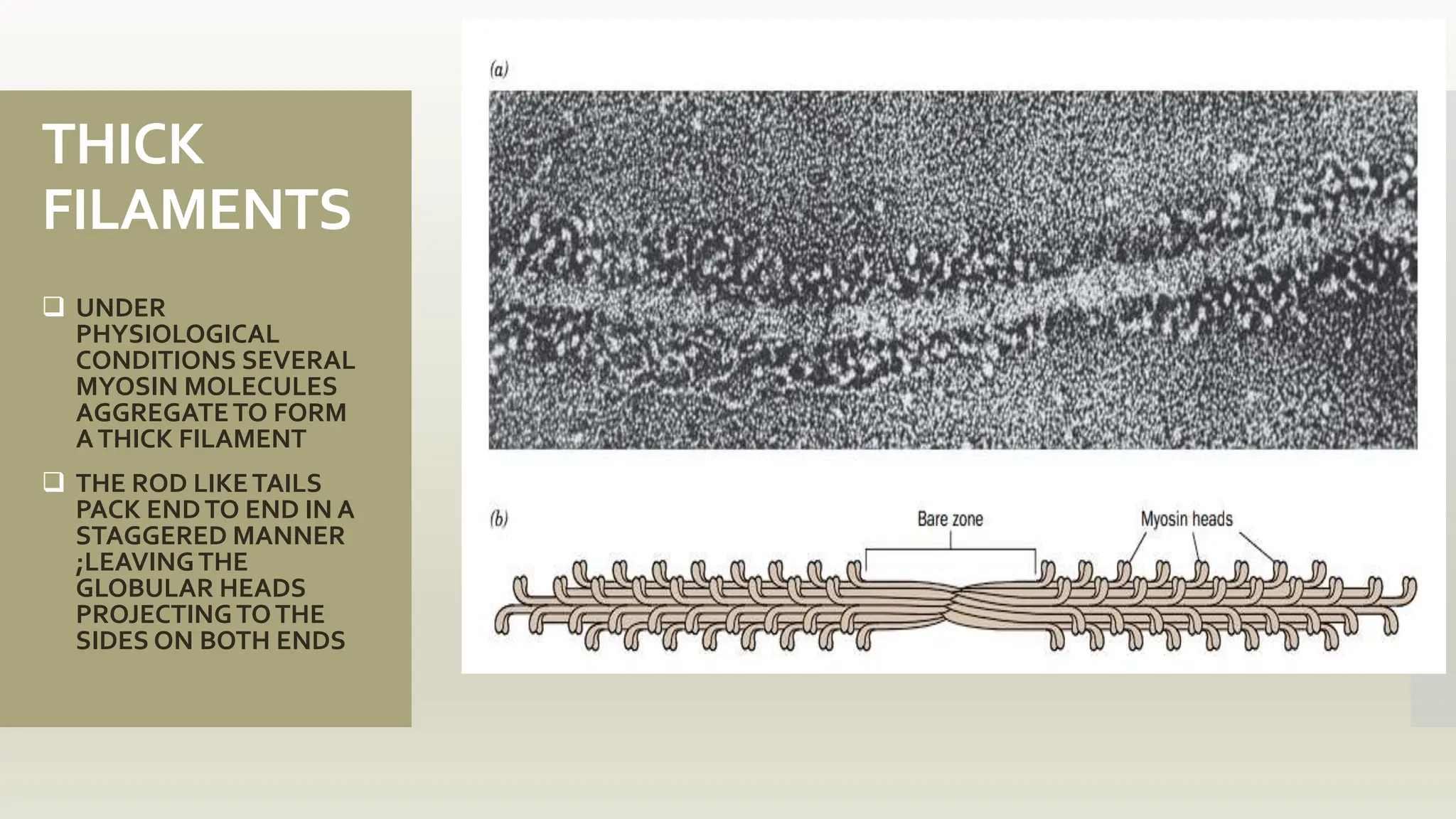 THICK
FILAMENTS
 UNDER
PHYSIOLOGICAL
CONDITIONS SEVERAL
MYOSIN MOLECULES
AGGREGATETO FORM
ATHICK FILAMENT
 THE ROD LIKETAILS
PACK ENDTO END IN A
STAGGERED MANNER
;LEAVINGTHE
GLOBULAR HEADS
PROJECTINGTOTHE
SIDES ON BOTH ENDS
 