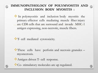IMMUNOPATHOLOGY OF POLYMYOSITIS AND
INCLUSION BODY MYOSITIS :
 In polymyositis and inclusion body myositis the
primary effector cells mediating muscle fiber injury
are CD8 cells that are surround and invade MHC-1
antigen expressing, non-necrotic, muscle fibers.
T- cell mediated cytotoxicity.
These cells have perforin and necrosis granules –
myoncerosis.
Antigen driven T- cell response.
Co- stimulatory molecules are up regulated.
 