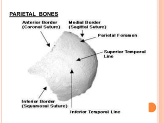 Parietal Forehead OSTEOLOGY OF HEAD AND NECK | PPTX