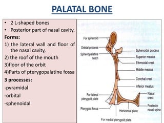 Osteology of facial skeleton | PPTX