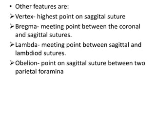 • Other features are:
Vertex- highest point on saggital suture
Bregma- meeting point between the coronal
and sagittal su...