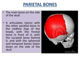 PARIETAL BONES
• The main bone on the side
of the skull.
• It articulates (joins) with
the other parietal bone in
the midl...
