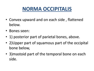NORMA OCCIPITALIS
• Convex upward and on each side , flattened
below.
• Bones seen:
• 1) posterior part of parietal bones,...