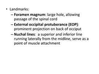 Foramen magnum
Wider posterior a. Lowest part of medulla oblongata
b. Three meninges
Subarachanoid space a. Spinal accesso...