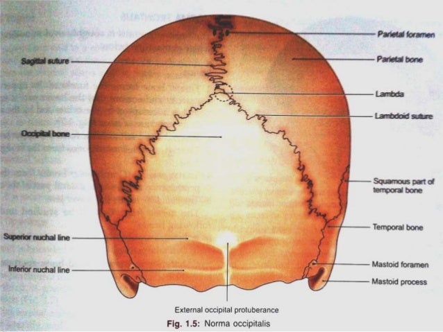 Osteology of facial skeleton