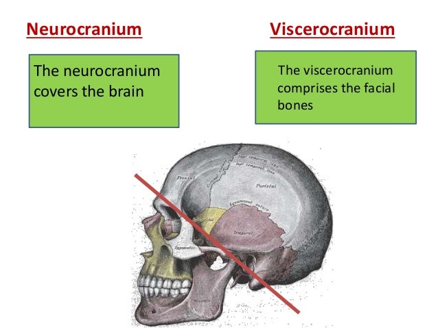 Osteology of facial skeleton