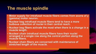 • Motor supply for intrafusal muscle fibers comes from axons of y
(gamma) motor neuron.
• Nuclear bag intrafusal muscle fibers tend to have a more
bulbous collection of nuclei in their central reach.
• Nuclear bag fibers activate the most when there is a change in a
muscle length.
• Nuclear chain intrafusal muscle fibers have their nuclei
arranged in a single row along the central portion along the
muscle fibers.
• Nuclear chain fibers are concerned with maintenance of
stretched length of the muscle.
The muscle spindle
 