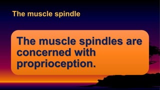 The muscle spindles are
concerned with
proprioception.
The muscle spindle
 