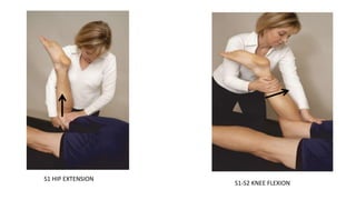 •
S1 HIP EXTENSION
S1-S2 KNEE FLEXION
 
