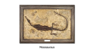 Mesosauraus
 