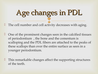  The cell number and cell activity decreases with aging.
 One of the prominent changes seen in the calcified tissues
of periodontium , the bone and the cementum is
scalloping and the PDL fibers are attached to the peaks of
these scallops than over the entire surface as seen in a
younger periodontium.
 This remarkable changes affect the supporting structures
of the teeth.
Age changes in PDLAge changes in PDL
 