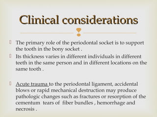 
 The primary role of the periodontal socket is to support
the tooth in the bony socket .
 Its thickness varies in different individuals in different
teeth in the same person and in different locations on the
same tooth .
 Acute trauma to the periodontal ligament, accidental
blows or rapid mechanical destruction may produce
pathologic changes such as fractures or resorption of the
cementum tears of fiber bundles , hemorrhage and
necrosis .
Clinical considerationsClinical considerations
 