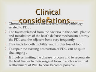  Chronic inflammatory disease is common pathology
related to PDL .
 The toxins released from the bacteria in the dental plaque
and metabolites of the host’s defense mechanism destroy
the PDL and the adjacent bone very frequently .
 This leads to tooth mobility and further loss of tooth.
 To repair the existing destruction of PDL can be quite
challenging .
 It involves limiting the disease process and to regenerate
the host tissues to their original form in such a way that
reattachment of PDL to bone becomes possible
ClinicalClinical
considerations…considerations…
 