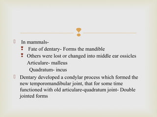 
 In mammals-
 Fate of dentary- Forms the mandible
 Others were lost or changed into middle ear ossicles
Articulare- malleus
Quadratum- incus
 Dentary developed a condylar process which formed the
new temporomandibular joint, that for some time
functioned with old articulare-quadratum joint- Double
jointed forms
 