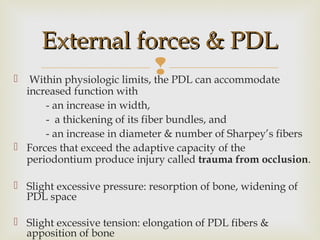  Within physiologic limits, the PDL can accommodate
increased function with
- an increase in width,
- a thickening of its fiber bundles, and
- an increase in diameter & number of Sharpey’s fibers
 Forces that exceed the adaptive capacity of the
periodontium produce injury called trauma from occlusion.
 Slight excessive pressure: resorption of bone, widening of
PDL space
 Slight excessive tension: elongation of PDL fibers &
apposition of bone
External forces & PDLExternal forces & PDL
 