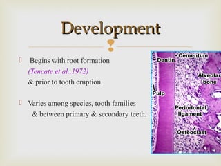 
 Begins with root formation
(Tencate et al.,1972)
& prior to tooth eruption.
 Varies among species, tooth families
& between primary & secondary teeth.
DevelopmentDevelopment
 