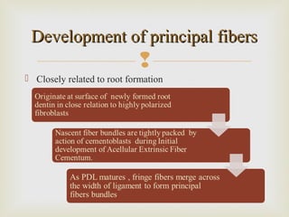
 Closely related to root formation
Development of principal fibersDevelopment of principal fibers
 