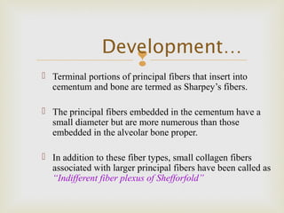 
 Terminal portions of principal fibers that insert into
cementum and bone are termed as Sharpey’s fibers.
 The principal fibers embedded in the cementum have a
small diameter but are more numerous than those
embedded in the alveolar bone proper.
 In addition to these fiber types, small collagen fibers
associated with larger principal fibers have been called as
“Indifferent fiber plexus of Shefforfold”
Development…
 