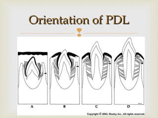 
Orientation of PDLOrientation of PDL
 