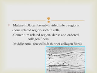  Mature PDL can be sub divided into 3 regions:
-Bone related region- rich in cells
-Cementum related region- dense and ordered
collagen fibers
-Middle zone- few cells & thinner collagen fibrils
 