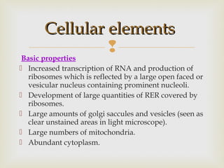 
Basic properties
 Increased transcription of RNA and production of
ribosomes which is reflected by a large open faced or
vesicular nucleus containing prominent nucleoli.
 Development of large quantities of RER covered by
ribosomes.
 Large amounts of golgi saccules and vesicles (seen as
clear unstained areas in light microscope).
 Large numbers of mitochondria.
 Abundant cytoplasm.
Cellular elementsCellular elements
 