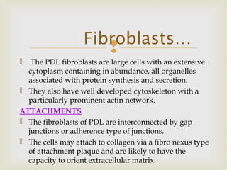 
 The PDL fibroblasts are large cells with an extensive
cytoplasm containing in abundance, all organelles
associated with protein synthesis and secretion.
 They also have well developed cytoskeleton with a
particularly prominent actin network.
ATTACHMENTS
 The fibroblasts of PDL are interconnected by gap
junctions or adherence type of junctions.
 The cells may attach to collagen via a fibro nexus type
of attachment plaque and are likely to have the
capacity to orient extracellular matrix.
Fibroblasts…
 