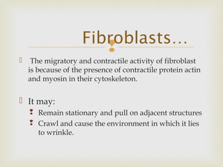 
 The migratory and contractile activity of fibroblast
is because of the presence of contractile protein actin
and myosin in their cytoskeleton.
 It may:
 Remain stationary and pull on adjacent structures
 Crawl and cause the environment in which it lies
to wrinkle.
Fibroblasts…
 