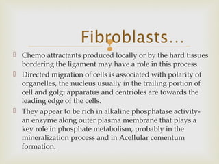  Chemo attractants produced locally or by the hard tissues
bordering the ligament may have a role in this process.
 Directed migration of cells is associated with polarity of
organelles, the nucleus usually in the trailing portion of
cell and golgi apparatus and centrioles are towards the
leading edge of the cells.
 They appear to be rich in alkaline phosphatase activity-
an enzyme along outer plasma membrane that plays a
key role in phosphate metabolism, probably in the
mineralization process and in Acellular cementum
formation.
Fibroblasts…
 