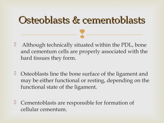 
 Although technically situated within the PDL, bone
and cementum cells are properly associated with the
hard tissues they form.
 Osteoblasts line the bone surface of the ligament and
may be either functional or resting, depending on the
functional state of the ligament.
 Cementoblasts are responsible for formation of
cellular cementum.
Osteoblasts & cementoblastsOsteoblasts & cementoblasts
 