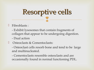 
 Fibroblasts :
- Exhibit lysosomes that contain fragments of
collagen that appear to be undergoing digestion.
- Dual action
 Osteoclasts & Cementoclasts:
- Osteoclast cells resorb bone and tend to be large
and multinucleated.
- Cementoclasts resemble osteoclasts and are
occasionally found in normal functioning PDL.
Resorptive cellsResorptive cells
 
