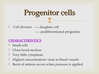 
 Cell division ---- daughter cell
---- undifferentiated progenitor
CHARACTERISTICS
 Small cells
 Close faced nucleus
 Very little cytoplasm
 Highest concentrations' close to blood vessels
 Burst of mitosis occurs when pressure is applied
Progenitor cellsProgenitor cells
 