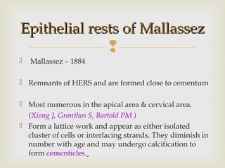 
 Mallassez – 1884
 Remnants of HERS and are formed close to cementum
 Most numerous in the apical area & cervical area.
(Xiong J, Gronthos S, Bartold PM )
 Form a lattice work and appear as either isolated
cluster of cells or interlacing strands. They diminish in
number with age and may undergo calcification to
form cementicles.
Epithelial rests of MallassezEpithelial rests of Mallassez
 