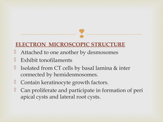 
ELECTRON MICROSCOPIC STRUCTURE
 Attached to one another by desmosomes
 Exhibit tonofilaments
 Isolated from CT cells by basal lamina & inter
connected by hemidesmosomes.
 Contain keratinocyte growth factors.
 Can proliferate and participate in formation of peri
apical cysts and lateral root cysts.
 