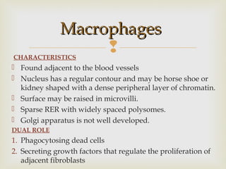 CHARACTERISTICS
 Found adjacent to the blood vessels
 Nucleus has a regular contour and may be horse shoe or
kidney shaped with a dense peripheral layer of chromatin.
 Surface may be raised in microvilli.
 Sparse RER with widely spaced polysomes.
 Golgi apparatus is not well developed.
DUAL ROLE
1. Phagocytosing dead cells
2. Secreting growth factors that regulate the proliferation of
adjacent fibroblasts
MacrophagesMacrophages
 