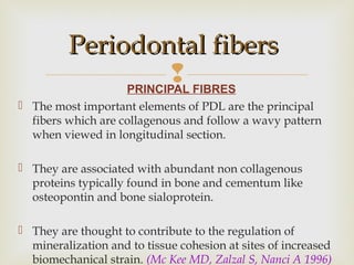 PRINCIPAL FIBRES
 The most important elements of PDL are the principal
fibers which are collagenous and follow a wavy pattern
when viewed in longitudinal section.
 They are associated with abundant non collagenous
proteins typically found in bone and cementum like
osteopontin and bone sialoprotein.
 They are thought to contribute to the regulation of
mineralization and to tissue cohesion at sites of increased
biomechanical strain. (Mc Kee MD, Zalzal S, Nanci A 1996)
Periodontal fibersPeriodontal fibers
 