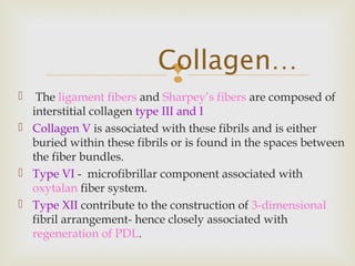 
 The ligament fibers and Sharpey’s fibers are composed of
interstitial collagen type III and I
 Collagen V is associated with these fibrils and is either
buried within these fibrils or is found in the spaces between
the fiber bundles.
 Type VI - microfibrillar component associated with
oxytalan fiber system.
 Type XII contribute to the construction of 3-dimensional
fibril arrangement- hence closely associated with
regeneration of PDL.
Collagen…
 