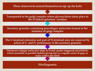 Shortened collagen molecules align as 5-unit, quater staggered microfibrils,
which assemble in parallel fashion giving rise to a regular series of gaps or
holes within the fibril
The C-terminal extension and part of N-terminal ones are removed by
action of C- and N- proteinases in the secretory granules
Secretory granules containing procollagen molecules formed at the
transface of golgi complex
Transported to the golgi complex where glycosylation takes place to
the O-linked galactose residues
 