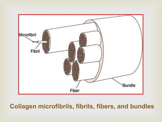 Collagen microfibrils, fibrils, fibers, and bundles
 